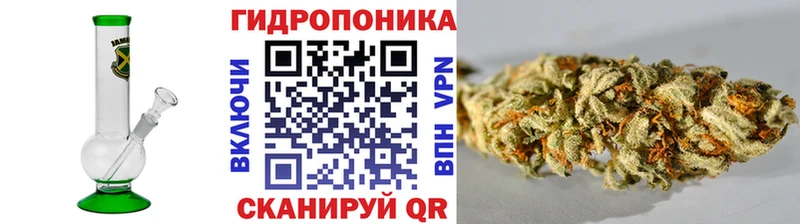 Бошки Шишки SATIVA & INDICA  где купить наркоту  Андреаполь 